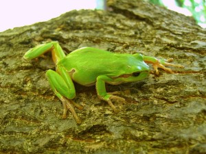 Frosch_3_web